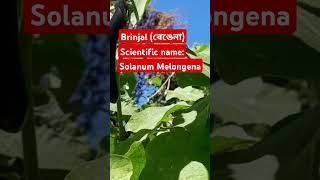 Brinjal বেঙেনা Scientific name Solanum Melongena Viralshorts ytshorts Scientificname [upl. by Atiuqes276]