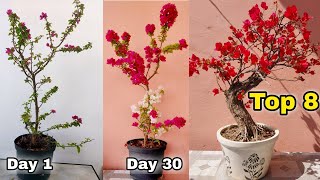 My 8 Simple secrets to Bougainvillea flowering tips Bougainvillea grafting [upl. by Josiah643]