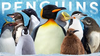 All 19 Penguin Species Inc 1 Proposed Australian Species [upl. by Mccormac]