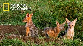 Hyenas Baby Jackal Hunting｜National Geographic [upl. by Weigle275]