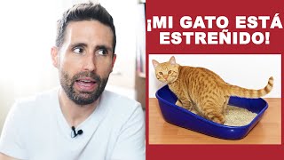 ¿Qué debo hacer si mi gato está estreñido [upl. by Alket211]