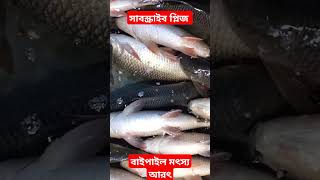 বাইপাইল মৎস্য আড়ৎsavlogs fish mychannel [upl. by Niel698]