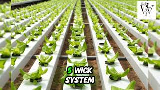 30DAY AGRICULTURE CHALLENGE  DAY 4  The Principle of Soilless agriculture Hydroponic [upl. by Trinette]