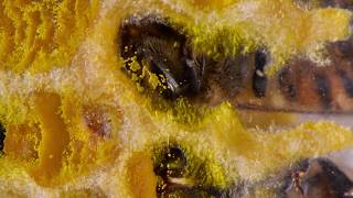 Inside the Bee Hive what honey bees do See eggs larvae Queen Laying Eggs pollen Condensation [upl. by Novick]