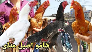 shamo aseel mandi Lahore  lari aseel murgha mandi  aseel murghe ke rates [upl. by Genie]