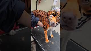 Dog groomer dyes dog to look like a tiger [upl. by Matazzoni]