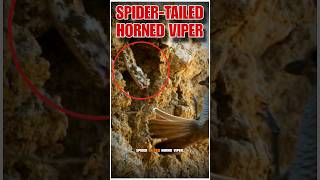 Deadly Secrets of the Spider Tailed Horned Viper shorts [upl. by Akienahs824]