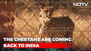 Cheetahs To Arrive In India For PM Modis Birthday He Will Welcome Them  The News [upl. by Xaviera]