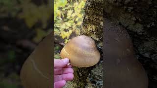 Birch Polypore  Natures Bandaid [upl. by Ymassej]