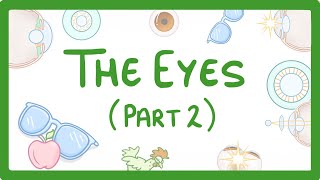 GCSE Biology  How the Eye Works Part 2  Accommodation 32 [upl. by Drofliw]