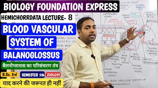 Blood vascular system of Balanoglossus in Hindiबैलनोग्लॉसस का परिसंचरण तंत्रjhsirclasses [upl. by Lorrimor]