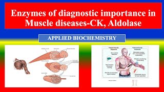 Enzymes of diagnostic importance in Muscle diseases CK Aldolase  Applied Biochemistry  Nursing [upl. by Duster]