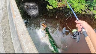 I Found TONS Of BACKWATER Snook and TARPON Under THIS BRIDGE [upl. by Sutsuj]