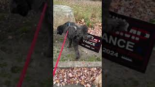 Dogs pee on Trump campaign placard in New Jersey [upl. by Aletta469]