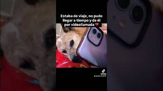 Demasiado triste animalandia dog respetoanimal shortsfeed amoranimal perros viral [upl. by Arand379]