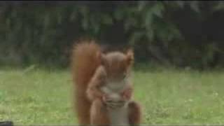 Carlsberg Sport Drink  Squirrel Soccer [upl. by Aleekahs844]