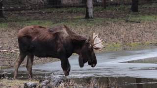 Meeko the moose explores in the pond [upl. by Reyam754]