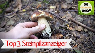 Hier stehen Steinpilze und Rotkappen 🍄 [upl. by Mungam]