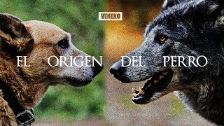 El ENIGMATICO y SORPRENDENTE origen del Perro  DOCUMENTAL [upl. by Ettenor829]