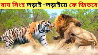 বাঘ vs সিংহ লড়াইলড়াইয়ে কে জিতবে।।Most Wanted Fight Tiger vs Lion।। Lion vs Tiger Fight In Bangla [upl. by Sheela474]