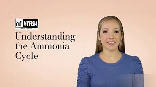 Mastering the Ammonia Cycle for a Healthy Fish Tank [upl. by Higbee]