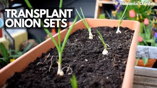 Transplanting Onion Sets Started Indoors Into Outside Containers  Balconia Garden [upl. by Edwyna]