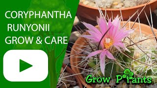 Coryphantha runyonii– grow amp care Beautiful cactus [upl. by Oneill587]