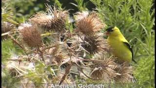 Ontario Dunes  Footprints of the Ice Age part 9 of 14 [upl. by Dody]