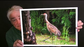 Sandhill Cranes  Nikon D200 [upl. by Satterlee]