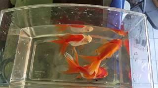 Goldfish Fry from Egg to 1 Year Old [upl. by Ynoffit]