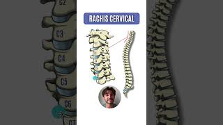 Anatomie de la colonne vertébrale  Rachis cervical [upl. by Neo]