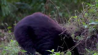 Sloth bear searching for termites  Bandipur national park tiger reserve  Animal documentary  Bear [upl. by Richel]