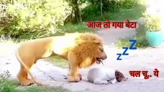 शेर 🦁 Vs कुत्ता 🐺 Lion versus dog funny prank video [upl. by Power379]