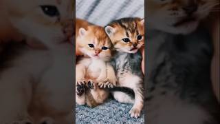 catlovers cat cats catlover catvideos catshorts catholic short shortsshortvideosubscribe [upl. by Okika]