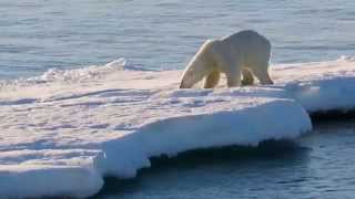 Polar Bears Northeast Greenland National Park [upl. by Sopher]