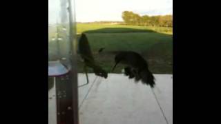 Praying Mantis Snags Hummingbird [upl. by Pauline543]