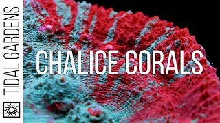 Chalice Coral Care Tips [upl. by Osman]