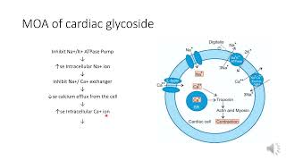 Pharmacology of cardiac glycoside and used in the treatment of congestive heart failure [upl. by Prudy]