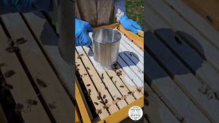 Powdered Sugar Dusting as a control method against varroa mites 🐝🌿 bee beekeeping пчеловодство [upl. by Dearman]