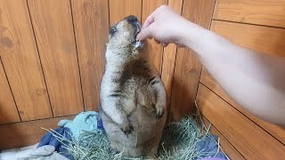 funny marmot clap to get food [upl. by Mali]