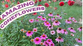 Growing Echinacea or Purple Coneflowers summers delight for the perennial gardens [upl. by Houghton]