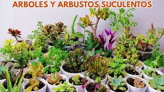 suculentas arbustos y arbolitos donsuculento [upl. by Htederem]