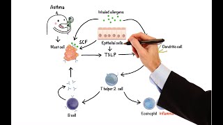 Pharmacology  DRUGS FOR ASTHMA AND COPD MADE EASY [upl. by Alex238]