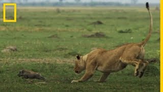 ¡Impresionante LEONAS cazando crías de JABALÍ a CÁMARA LENTA National Geographic en Español [upl. by Veronike]