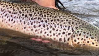 The Stonefly Inn and Outfitters Montana Fly Fishing [upl. by Arsi]