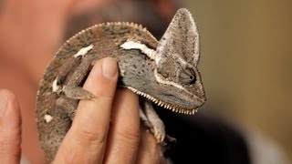 6 Care Tips for Chameleons  Pet Reptiles [upl. by Sly691]