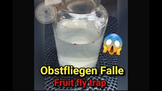 shorts DIY Fliegenfalle  Hausmittel gegen Fruchtfliegen  Flytrap [upl. by Deaner346]