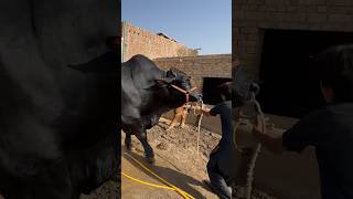 Biggest Bull For Qurbani😍 Locationcontact no in Full Vlog👆 subscribeplease [upl. by Graham]