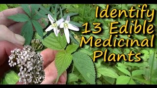 A Video Identification Guide To Edible amp Medicinal Plants  Pt 2 [upl. by Anolla]