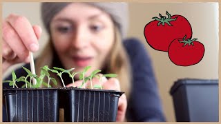 Tomaten aussäen und vorziehen Schritt für SchrittAnleitung 🍅 [upl. by Irdua]